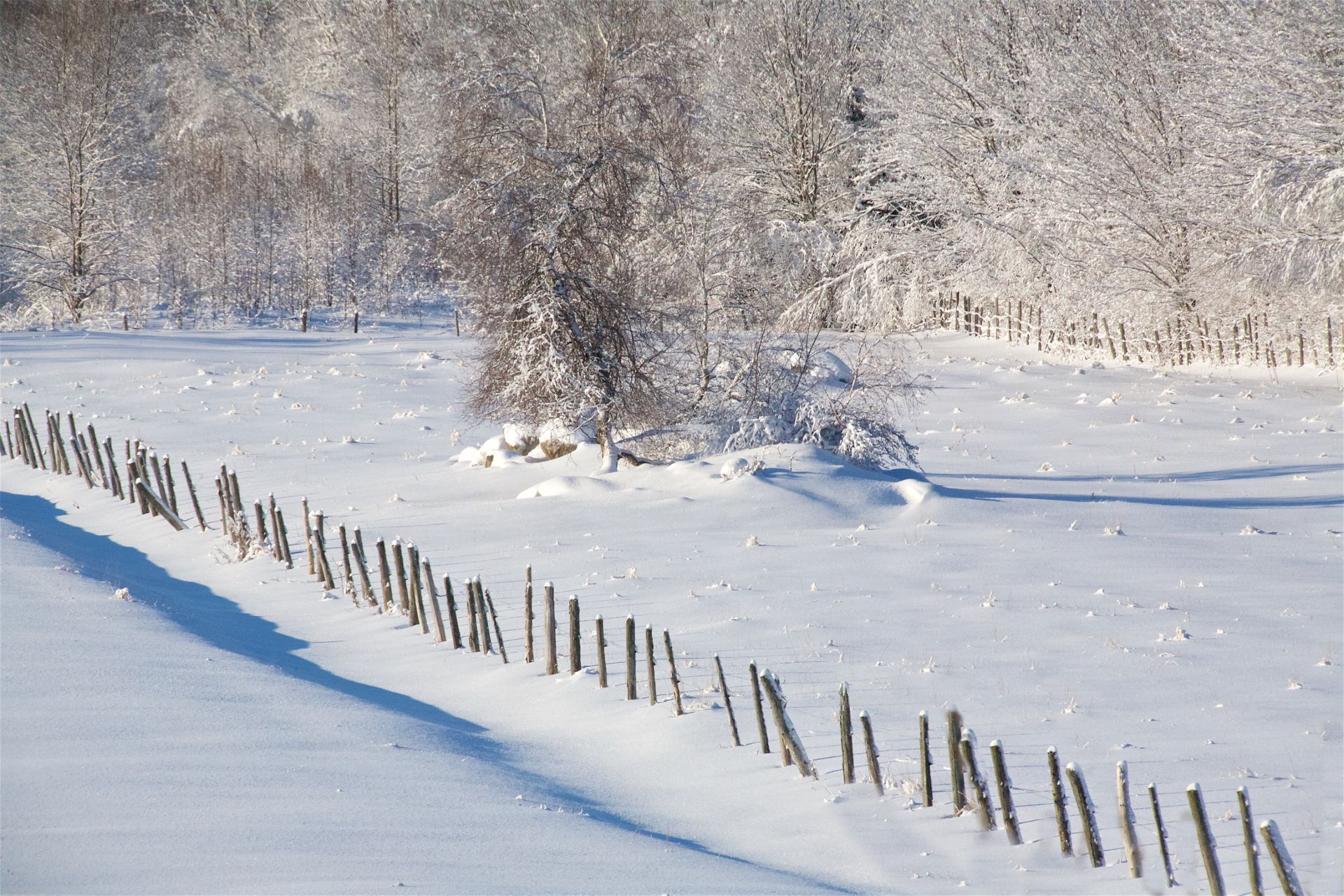pomiculture