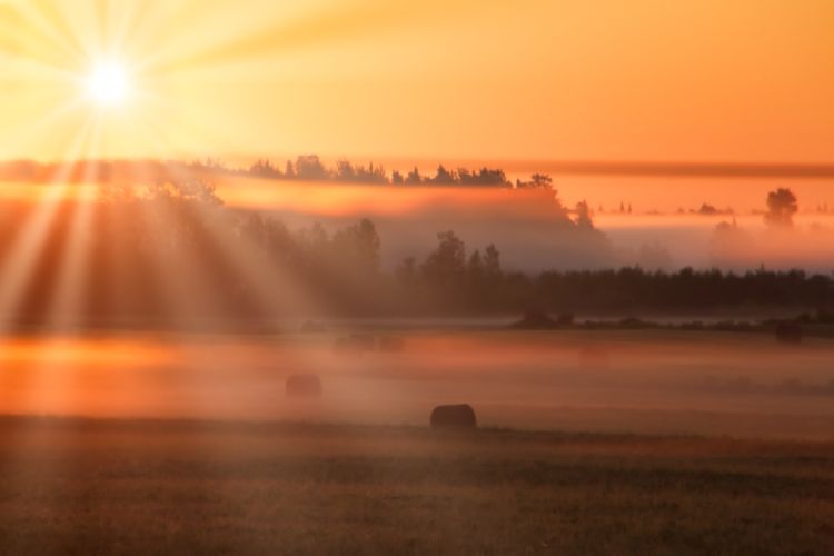 champs brume lemieux matin soleil
