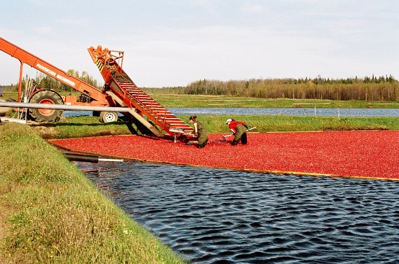 production de sirop d'érable